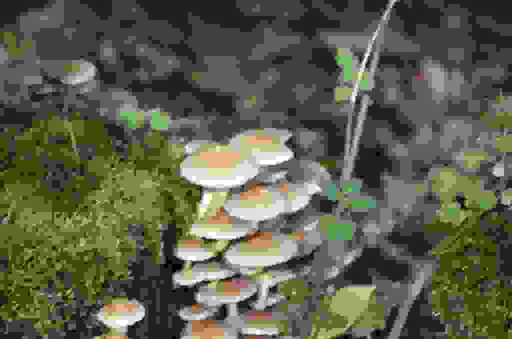20191013-0111.JPG