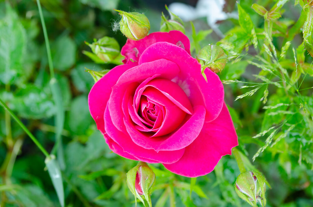 DSC0032.JPG