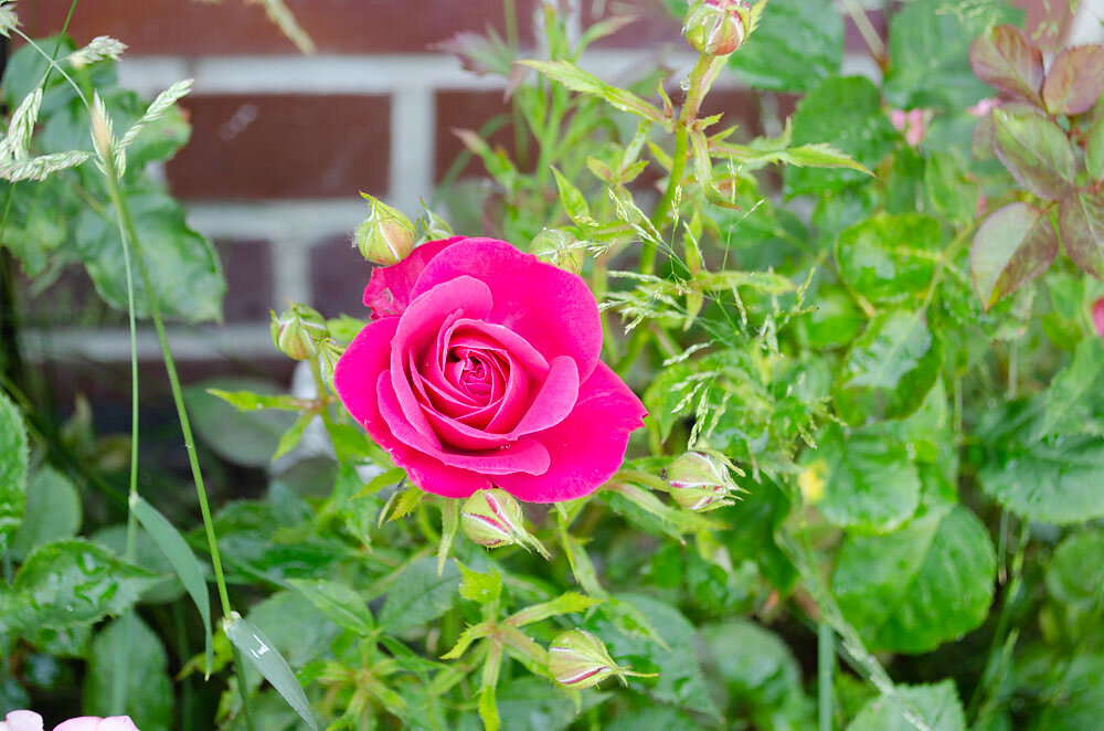 DSC0035.JPG
