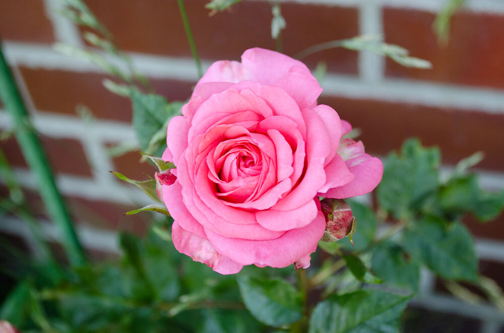 DSC0036.JPG