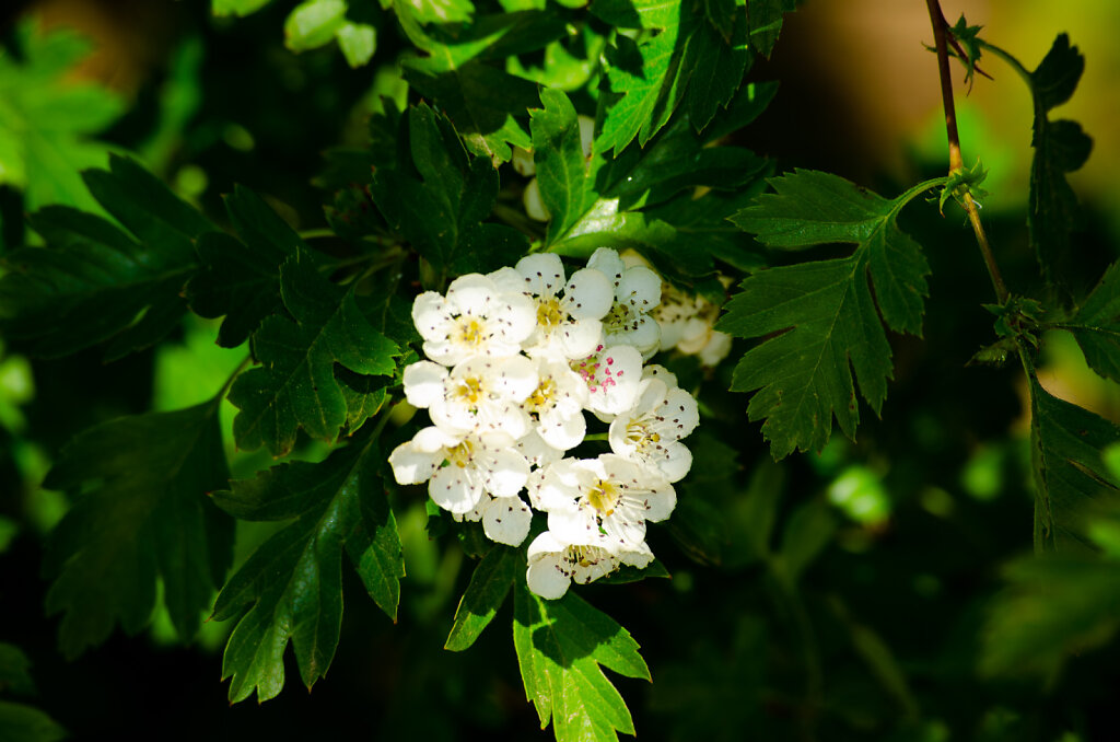 DSC0168.jpg