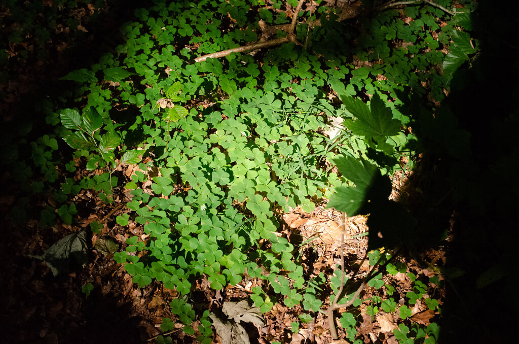 DSC0051.jpg