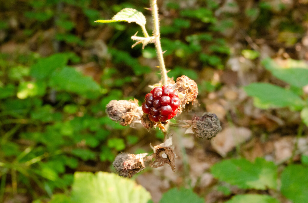 DSC0089.jpg