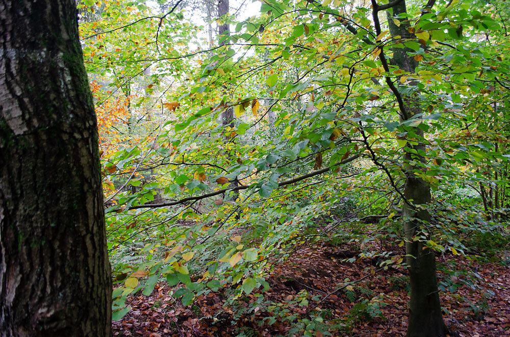 DSC0099.JPG