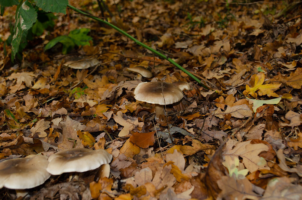 DSC0135.JPG
