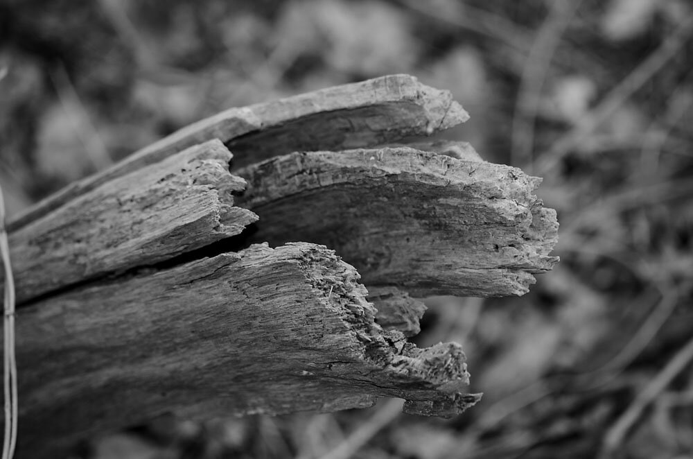 DSC0160.JPG