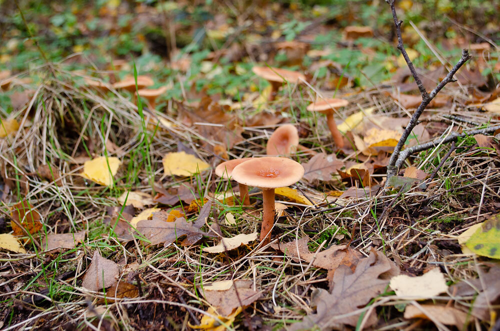 DSC0095.JPG
